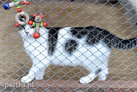 Galeria pod psem i kotem (Odc.11)