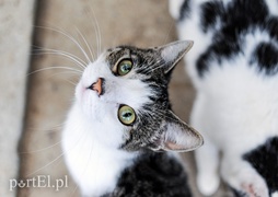 Galeria pod psem i kotem (Odc.11)