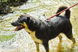 Galeria pod psem i kotem (Odc.12)