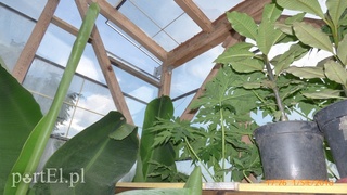 Bananowy jest po prostu żywot mój