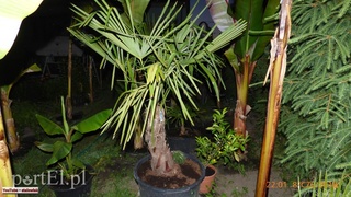 Bananowy jest po prostu żywot mój