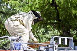 Pszczoły na placu zabaw przedszkola