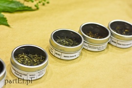 Tajemnice herbacianego krzewu