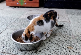 Galeria pod psem i kotem (Odc.14)