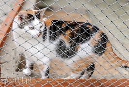 Galeria pod psem i kotem (Odc.14)