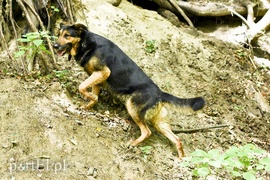 Galeria pod psem i kotem (Odc.14)