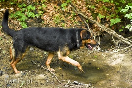 Galeria pod psem i kotem (Odc.14)