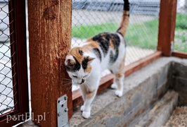 Galeria pod psem i kotem (Odc.14)