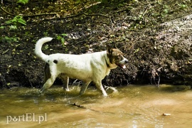 Galeria pod psem i kotem (Odc.15)