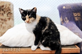 Galeria pod psem i kotem (Odc.15)