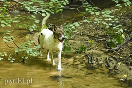 Galeria pod psem i kotem (Odc.15)