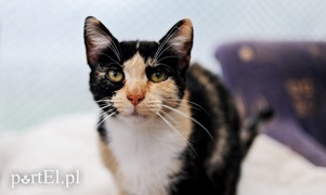 Galeria pod psem i kotem (Odc.15)