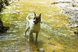 Galeria pod psem i kotem (Odc.15)