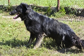 Galeria pod psem i kotem (Odc.17)