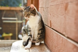 Galeria pod psem i kotem (Odc.18)