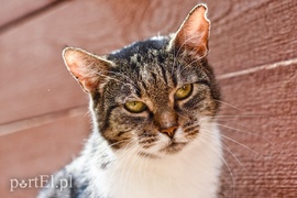 Galeria pod psem i kotem (Odc.18)