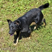 Galeria pod psem i kotem (Odc.19)