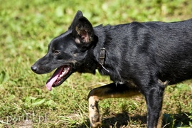 Galeria pod psem i kotem (Odc.19)