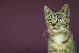 Galeria pod psem i kotem (Odc.19)