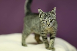 Galeria pod psem i kotem (Odc.19)