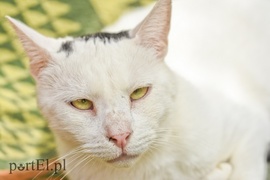 Galeria pod psem i kotem (Odc.20)