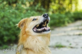 Galeria pod psem i kotem (Odc.20)