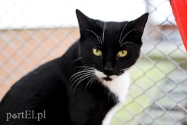 Micia