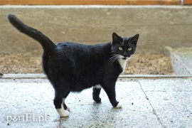 Micia