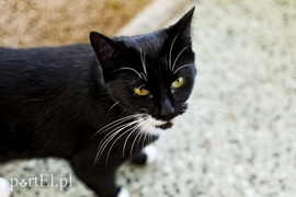 Micia