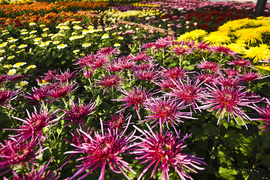 Chryzantemy - nie tylko te złociste