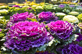 Chryzantemy - nie tylko te złociste