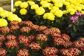 Chryzantemy - nie tylko te złociste