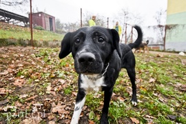 Galeria pod psem i kotem (Odc.27)