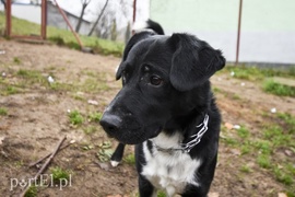 Galeria pod psem i kotem (Odc.27)