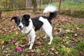 Galeria pod psem i kotem (Odc.28)