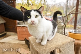 Galeria pod psem i kotem (Odc.28)