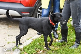 Galeria pod psem i kotem (Odc.29)