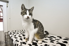 Galeria pod psem i kotem (Odc.29)