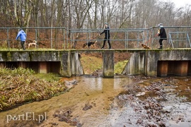 Pobiegli ponownie na sześć łap