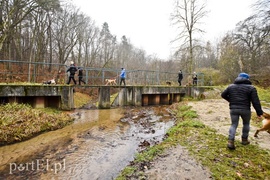 Pobiegli ponownie na sześć łap