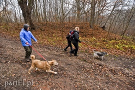 Pobiegli ponownie na sześć łap