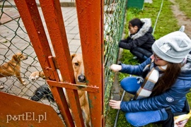 Pobiegli ponownie na sześć łap