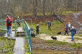 Pobiegli ponownie na sześć łap