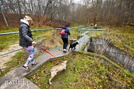 Pobiegli ponownie na sześć łap