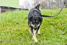 Galeria pod psem i kotem (Odc.30)