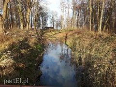 Wycięte drzewa blokują rzekę  (aktualizacja) 