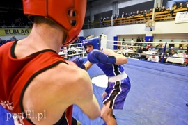 Tygrysy walczyły w ringu