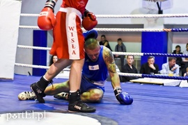 Tygrysy walczyły w ringu