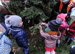 Tu ozdobą są ziarna i marchewki