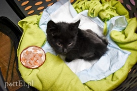 Płaczemy, ale robimy swoje